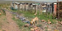 A dog drinks from a  stream of sewage in Plakensplek, Swellendam. Every one of us is aware, our senses are bombarded with a range of events that have never happened before, that impact on all of our well-being – but especially the poor and those who live in fragile conditions or have become homeless through recent disasters. (Photo: Shelley Christians)