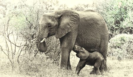 Op-Ed: Namibia ducks elephant census