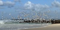 Birds of a feather Jacqueline Nel