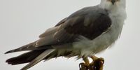 [Black shouldered Kite]. Photographer: Peter Brett/ 