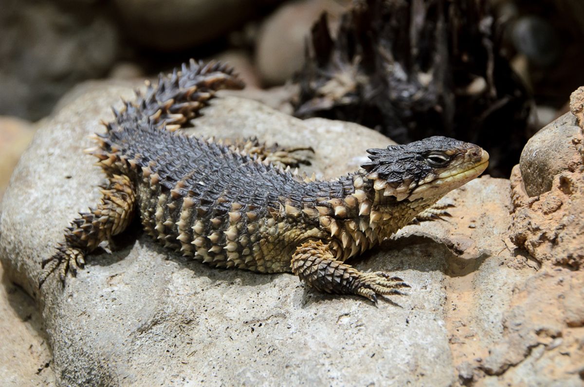 Vulnerable lizard species gets hot and bothered in rising temperatures