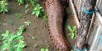 Live pangolin for sale in a village in Mozambique’s Niassa National Reserve. (Photo source, SERNIC)