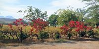 Garden on a wine farm - Robertson area. Image: George Olivier
