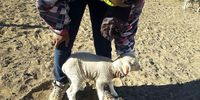 Farmer Xolisa Bomela with a dehydrated lamb at his village in the Eastern Cape. (Photo: Supplied)