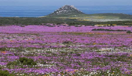 GroundUp: Mining company has eyes on West Coast National Park, say activists