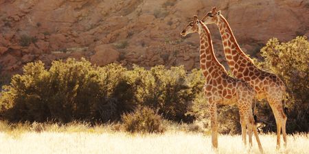 Tackling a tall story — a myopic focus on trophy hunting harms real giraffe conservation