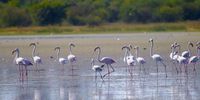 Flamingos of periodic lake in Choseng village in Taung, North West Province. Photographer: Kabo Letlogela