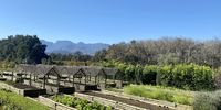 The Werf Restaurant overlooks the garden where chefs forage daily for whatever’s in season. (Photo: Bianca Coleman)
