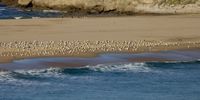Busy beach on the Eiland at Robberg Plettenberg Bay. Photographer: Peter Brett