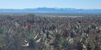 [Aloes and snow in the beautiful Karoo]. Photographer: [Marina Rubidge]. 