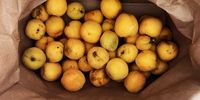 A brown paper bag of apricots, which ripened in a week. (Image: Tony Jackman)<br>