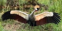 Not one more step closer or I’ll peck at you!  (Female Grey Crowned Crane protecting her eggs). Photographer: Nicolas Lyle<br>