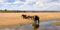 A family group of elephants cools off in the sandy floodplain of the Runde River. (Photo: Bad Rabbit Studio)