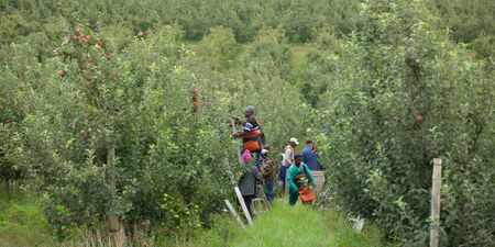 Farmers get little energy crisis reprieve, while food manufacturers benefit from fuel levy rebate