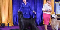 Photo Essay- Westminster Dog Show