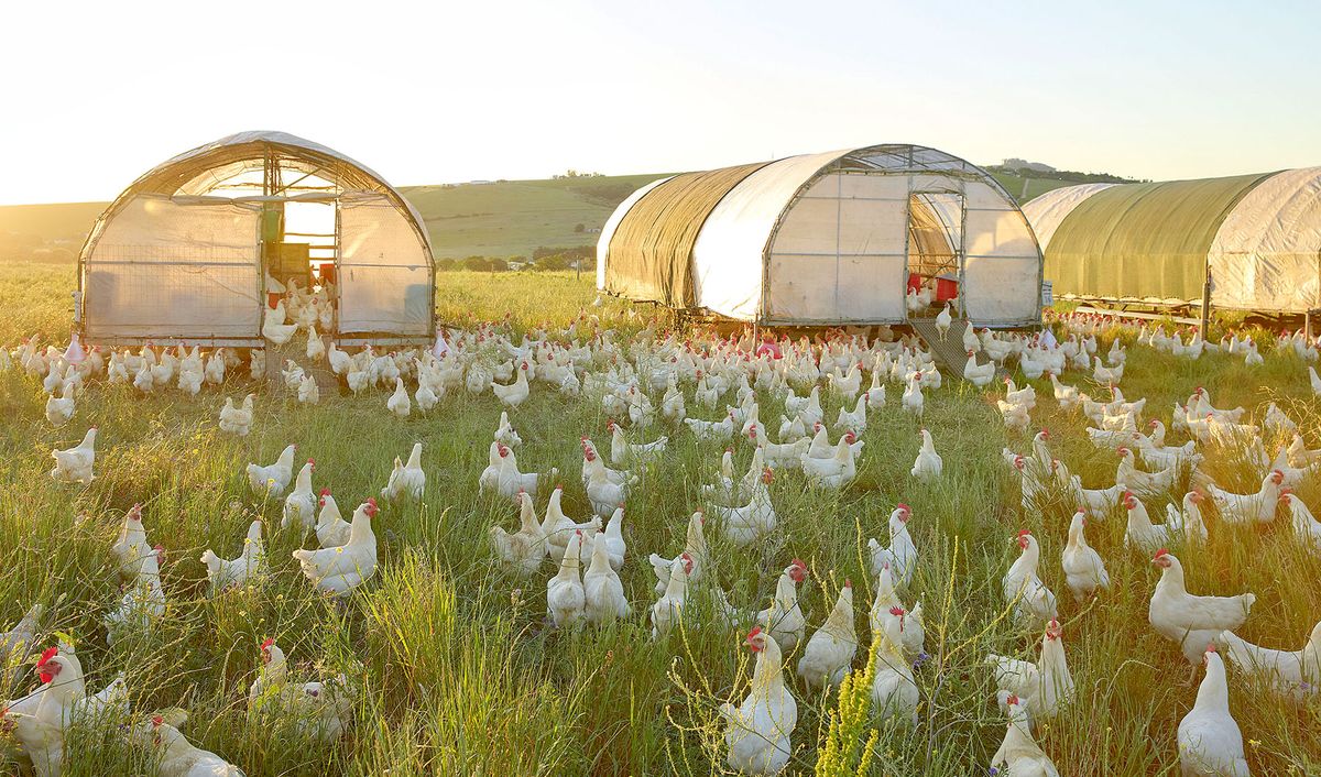 Regeneration might be the new bottom line for SA farms
