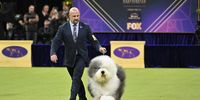 Photo Essay- Westminster Dog Show