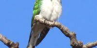 Klaas's Cuckoo atop a baobab, Victoria Falls Zimbabwe. Photographer: Colin Baker