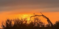 Bush Life. Image: Nicole Beare