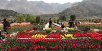 People walk inside the Indira Gandhi Memorial Tulip Garden in Srinagar, the summer capital of Indian Kashmir, 03 April 2024. Spread over an area of about 12 hectares, the Tulip Garden in Kashmir, featuring some 1.7 million tulips with 73 varieties of different colors, is one of the largest tulip gardens in Asia and has become a prime tourist attraction.  EPA-EFE/FAROOQ KHAN