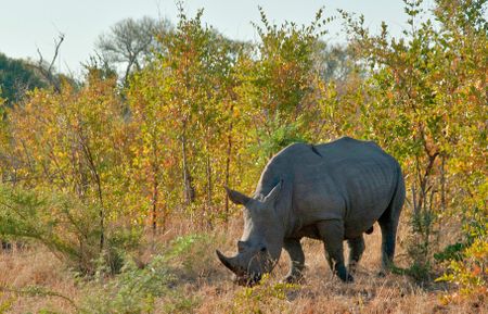 Rhino trade set to be revived as new minister signals shift in wildlife policy