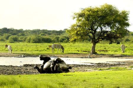 Road trip to Botswana: Cowbells, expanse and splendour
