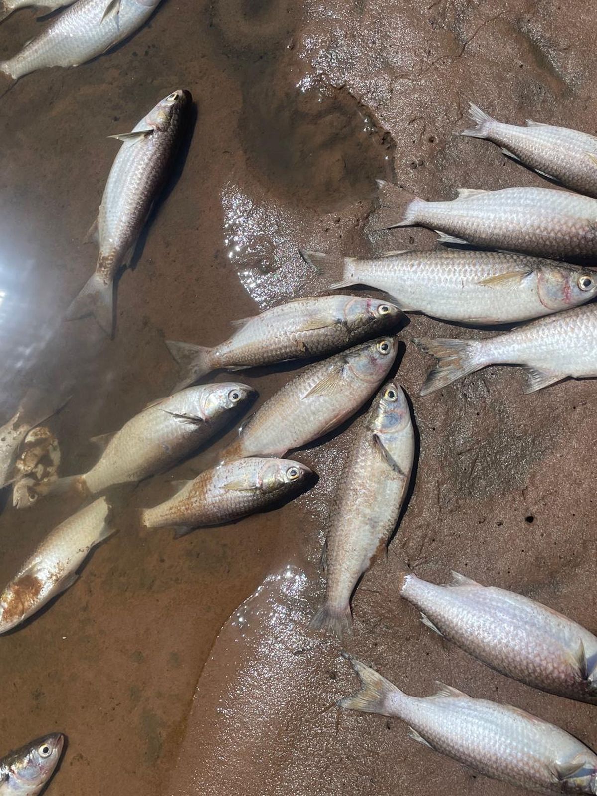 Two beaches on KZN North Coast closed after major fish kill
