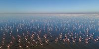 “As the first rains fall in Botswana, hordes of Greater and Lesser Flamingos, numbering some 20 000 pairs, arrive in Sua Pan from as far afield as Walvis Bay and The Great Rift Valley”. Photographer: Ryan Enslin @mylimeboots