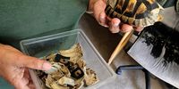 Police rescue 15 wild tortoises from Gqeberha property, four others found dead
