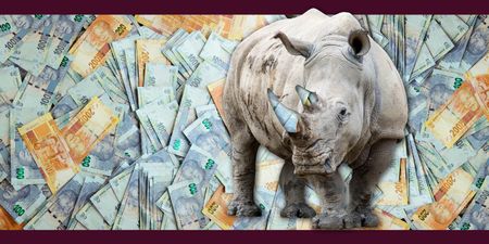 John Hume’s rhinos were cheap, but keeping and rewilding them comes at a steep price