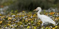 Cattle egret at Postberg, enjoying the floral abundance, and associated insect activity.