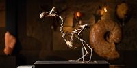BILLINGSHURST, ENGLAND - NOVEMBER 17:  The Summers Place Dodo is displayed ahead of it's auction, during a press preview on November 17, 2016 in Billingshurst, England.  The skeleton dates from around the 16th century and will be the first to be sold since 1914. With an estimated selling price of around £500,000, the skeleton will be part of the upcoming "Evolution" auction.  (Photo by Leon Neal/Getty Images)