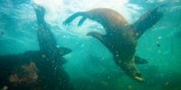 Cape fur seals (Arctocephalus pusillus) swim in the shallows of Seal Island, an important feeding area for white sharks, in False Bay, Cape Town, South Africa, 05 May 2020. (Photo: EPA-EFE/NIC BOTHMA)