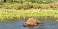 An elephant carcass floats in Jozini Dam. (Photo: Supplied)