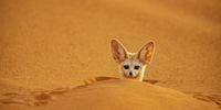 'The Fennec in His Hole'. A fennec fox, also known as a desert fox, almost hidden in his hole in dunes in the Sahara desert. In The Little Prince, written by the French pilot and writer, Antoine de Saint-Exupéry, the titular character meets a fox. Most people have no idea that the creature in question is a desert fox, which holds particular significance for Saint-Exupéry: when he crashed his plane in the North African Sahara Desert, these desert animals kept him company for several days. Image: © Lukas Zeman, Czech Republic, Shortlist, Professional competition, Wildlife & Nature, Sony World Photography Awards 2024