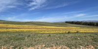 Easy peasy - dumped citrus in Robertson Valley. Image: Jo Frater