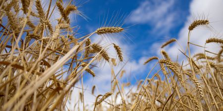 Cost of living crunch is global, but not all countries are in the same bread basket