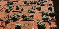 Some of the tens of thousands of succulent plants rescued from plant poachers. (Photo: Tony Carnie) 