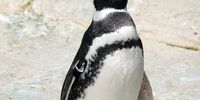 A Magellanic penguin at San Francisco Zoo. (Photo: Sanjay Acharya, CC BY-SA 4.0, via Wikimedia Commons)