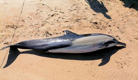 Dolphin strandings in Gqeberha spark concern, but experts urge calm