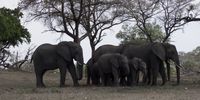 A moment of silence! This group of Elephants stood perfectly still for five to ten minutes in mourning for the young members that  had succumbed to their injuries during the recent fires in the Sabi Sands area.