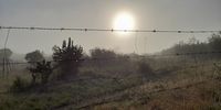 Chilly Misty morning. Robin Hill farm. Salem. Photographer: Jack McLeod