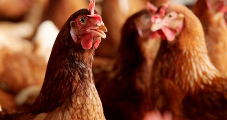 The chicken, or the cake?