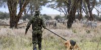 epa09380665 Anti-poaching dog unit Ranger (C) walks next to Zebras as him and other armed rangers conducted routine patrol on foot ahead of the World Rangers Day within the Lewa Wildlife Conservancy (LWC), in Meru some 250km north of the capital Nairobi, Kenya, 30 July 2021. World Ranger Day is observed on 31 July.  EPA-EFE/Daniel Irungu