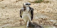 An immature martial eagle dips his toes in a mud puddle. (Photo: Chris Marais)<br>