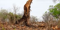 The shredded stump of an ancient baobab., destroyed by elephants, A recent study showed that in some parts of the park, elephants had debarked 99% of these trees to some degree, and gouged holes in the stems of 22% of trees. (Photo: Gonarezhou Conservation Trust)