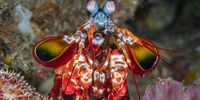 Jewel of the Sea.  A Peacock mantis shrimp, Aliwal Shoal. Image: Don Hunter