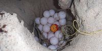 An iButton enclosed in a ping pong ball deposited in the middle of a loggerhead nest along with a nest marker. (Photo: supplied)