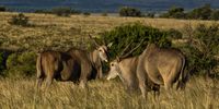 Eland, the largest antelope in Africa, is the ultimate survivor, able to thrive in all kinds of habitats. It was almost domesticated, but its ability to effortlessly clear three metre fences makes farming them too much of a challenge. Image: Chris Marais