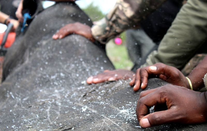Turning the prolific poaching tide? ‘We’ve lost just one rhino in 350 ...